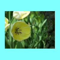 Kenyon Flowers - 049.jpg